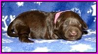 CB pups 1 wk old 6