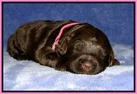 CB pups 2 wks old 1