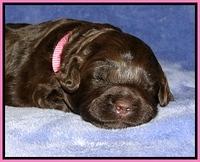 CB pups 2 wks old 4