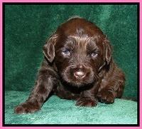 CB pups 3 wks old 6