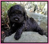 CB pups 4 wks old 13