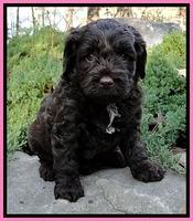 CB pups 5 wks old 5
