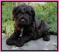 CB pups 5 wks old 6