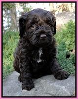 CB pups 5 wks old 8