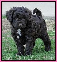 CB pups 5.5 wks old 25