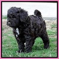 CB pups 5.5 wks old 26