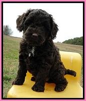 CB pups 6 wks old 21