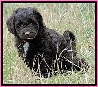 CB pups 6.5 wks old 20