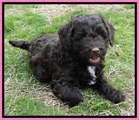 CB pups 6.5 wks old 7