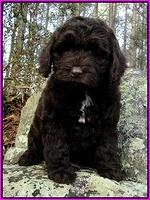 CB pups 8 wks old 2