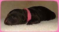 CB pups newborn 3