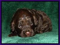 CB pups 3 wks 9
