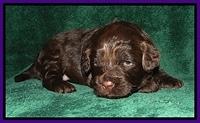 CB pups 3 wks old 10