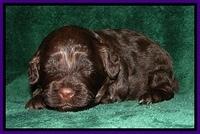 CB pups 3 wks old 8