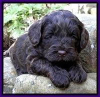 CB pups 4 wks old 1