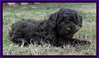 CB pups 6.5 wks old 12