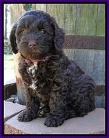 CB pups 7 wks old 4