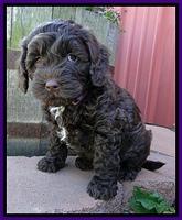 CB pups 7 wks old 5