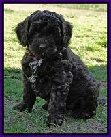 CB pups 7 wks old 6