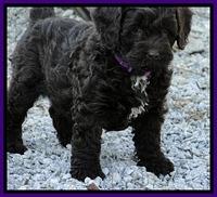 CB pups 7 wks old 7