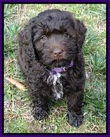 CB pups 8 wks old 18