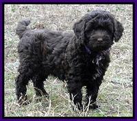 CB pups 8 wks old 19