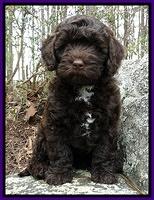 CB pups 8 wks old 20