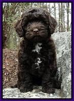 CB pups 8 wks old 21
