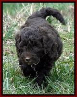 CB pups 6.5 wks old 15
