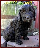 CB pups 7 wks old 14