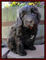 CB pups 7 wks old 15