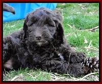 CB pups 7 wks old 16