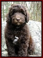 CB pups 8 wks old  23