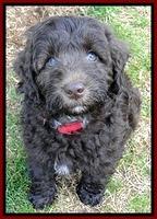 CB pups 8 wks old 14