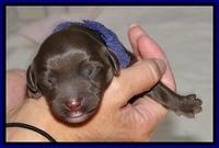 CB pups 1 day old 15