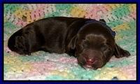 CB pups 1 day old 2