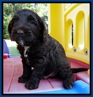 CB pups 5 wks old 25