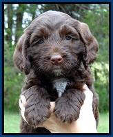 CB pups 6 wks old 13