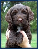 CB pups 6 wks old 15