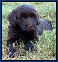CB pups 7 wks old 11