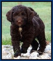 CB pups 7 wks old 48