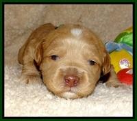 CB pups 2 wks old 11