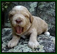 CB pups 3 wks old 14