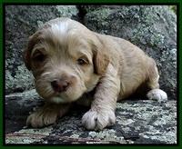 CB pups 3 wks old 15