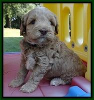 CB pups 5 wks old 19