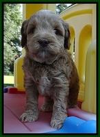 CB pups 5 wks old 20