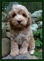 CB pups 8 wks old 20