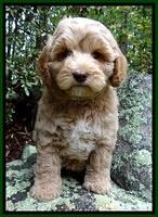 CB pups 8 wks old 21