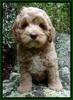 CB pups 8 wks old 26