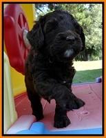 CB pups 5 wks old 26